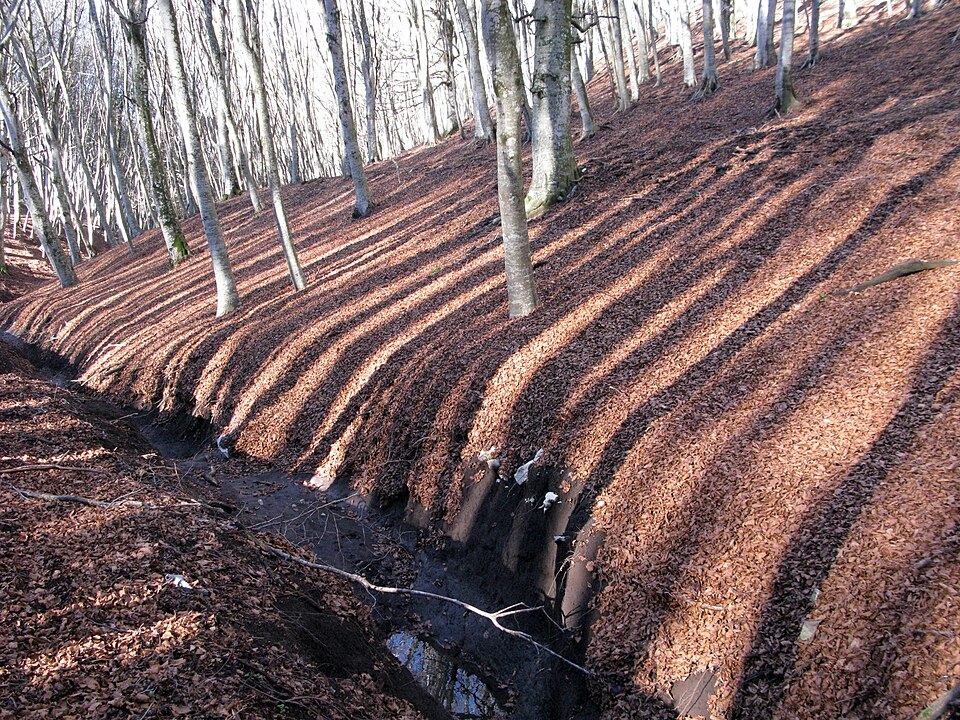 Un solco nel terreno attraversa un bosco con il suolo coperto di foglie.