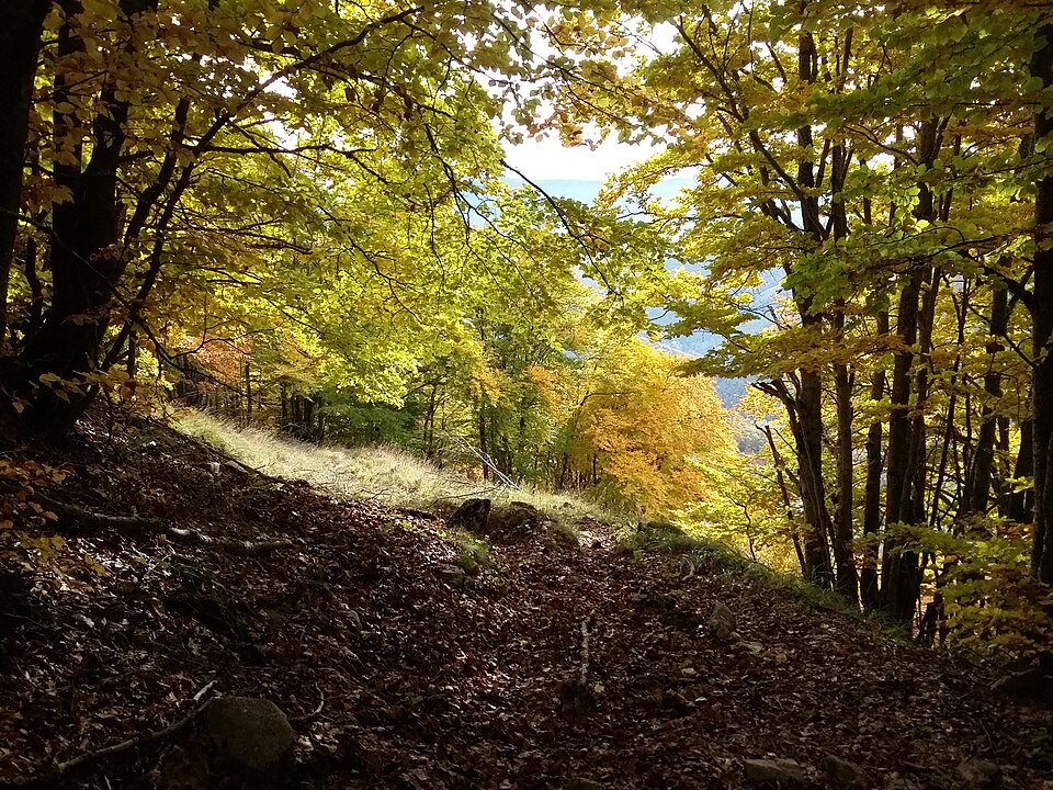Un pendio boscoso con foglie verdi e dorate e il terreno coperto di foglie.